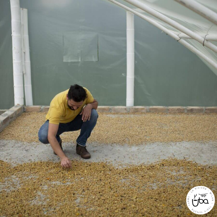 Colombia Finca La Riviera Sudan Rume Natural