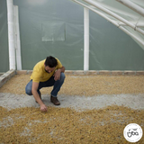 Colombia Finca La Riviera Sudan Rume Natural
