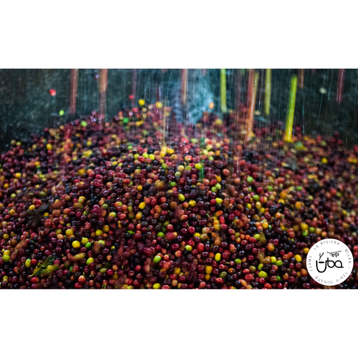 Colombia Finca La Riviera Gesha