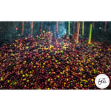 Colombia Finca La Riviera Gesha