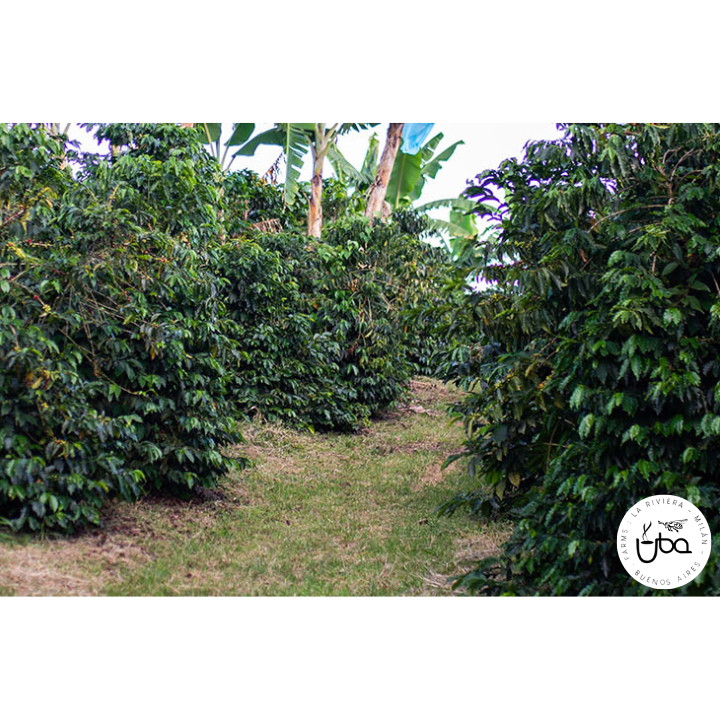 Colombia Finca La Riviera Gesha