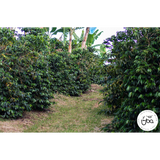 Colombia Finca La Riviera Gesha