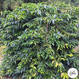 Colombia Finca La Riviera Gesha