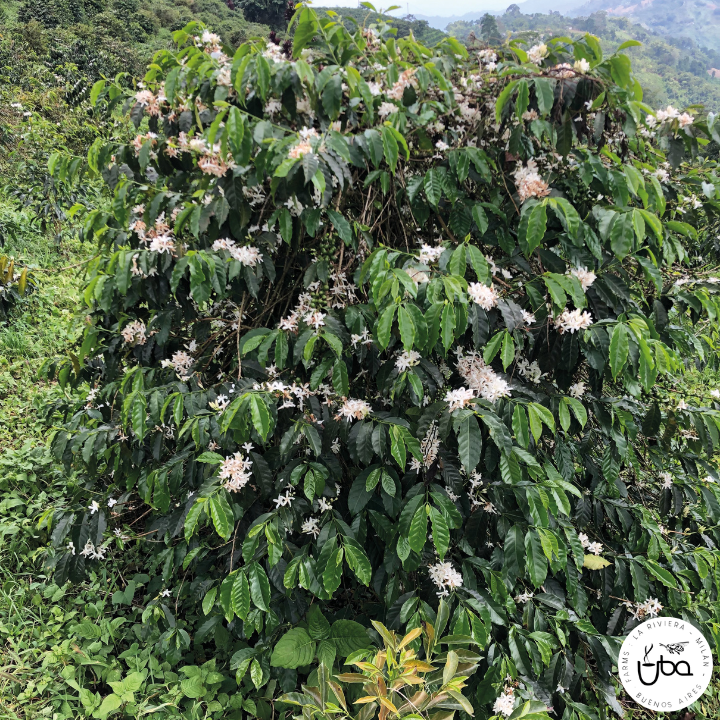 Colombia Finca La Riviera Sudan Rume Natural
