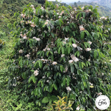 Colombia Finca La Riviera Sudan Rume Natural