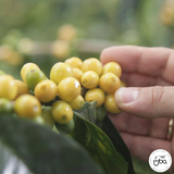 Colombia Finca La Riviera Sudan Rume Natural