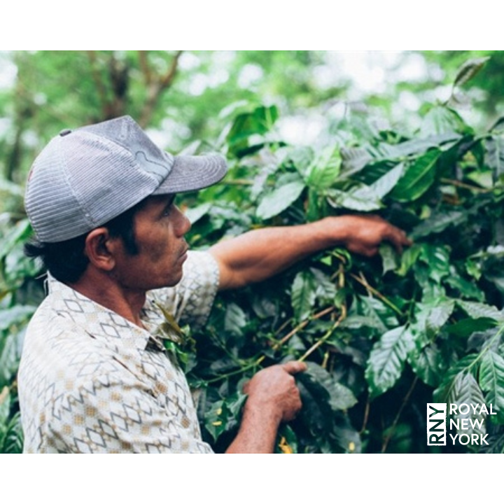 Bali Kintamani Natural Organic