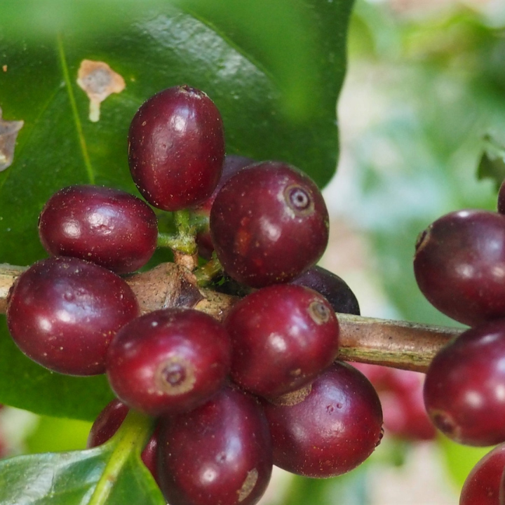 Bolivia Irupana Grober Mamani Honey Organic
