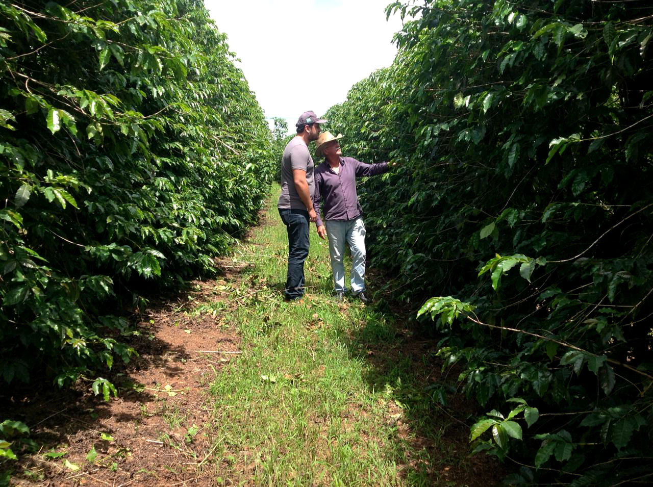 Brazil Sul de Minas Castanhas