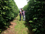 Brazil Sul de Minas Castanhas