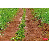Brazil Mogiana Royal Select Water Decaf