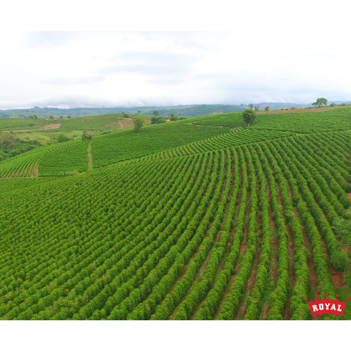 Brazil Mogiana Royal Select Water Decaf