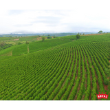 Brazil Mogiana Royal Select Water Decaf
