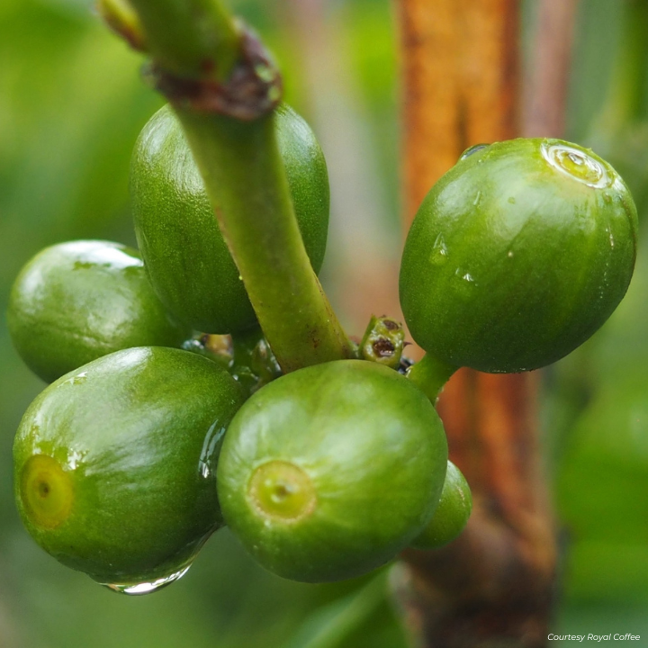 Burundi Ngozi Bahire Washed