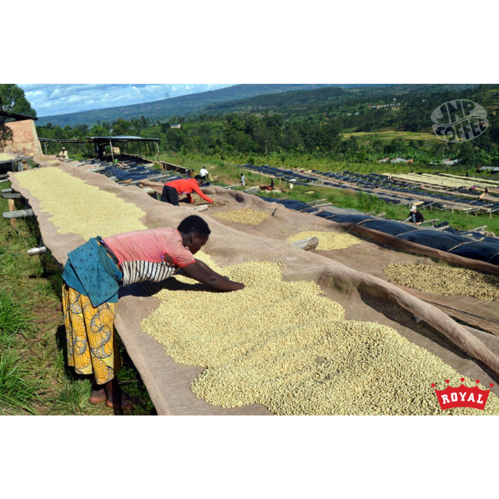 Burundi Ubuto-Karuzi Washed