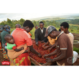 Burundi Ubuto-Karuzi Washed