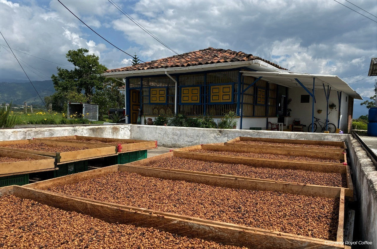 Colombia El Alquimista Red Honey Pink Bourbon