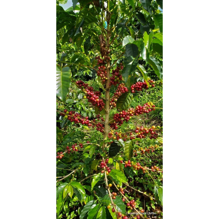 Colombia Huila 36 Hour Pacamara