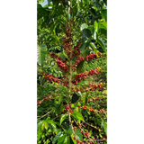 Colombia Huila 36 Hour Pacamara