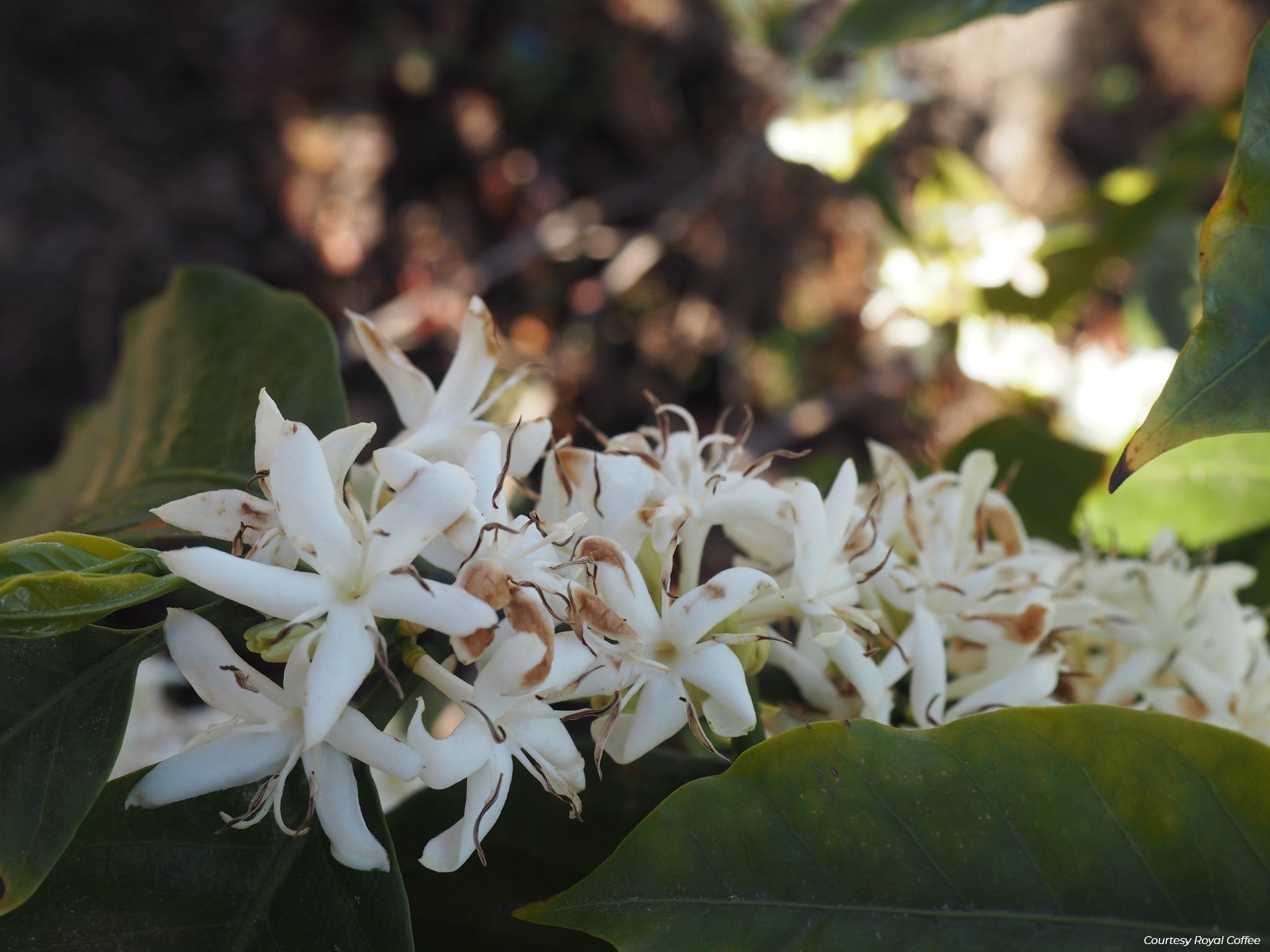Colombia Huila Las Mieles Honey Gesha