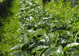 Colombia Huila Las Mieles Honey Gesha