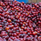 Colombia Huila Mistico Bourbon