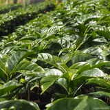 Colombia Huila Mistico Bourbon