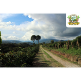 Colombia Huila Pitalito El Bombo Organic