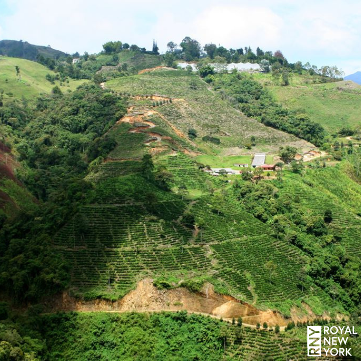 Colombia Risaralda Supremo