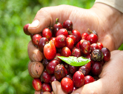 Colombia Tolima Organic