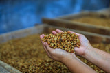 Colombia Huila Maragogype Honey