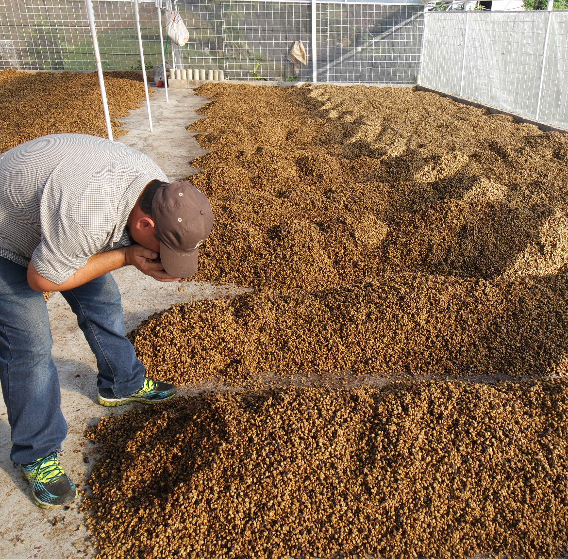 Costa Rica Cumbres del Poas Organic