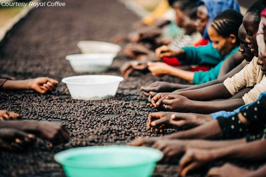 Ethiopia Sidama Bombe Abdosh Natural Organic