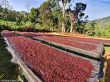 Ethiopia Sidama Bombe Abdosh Natural Organic