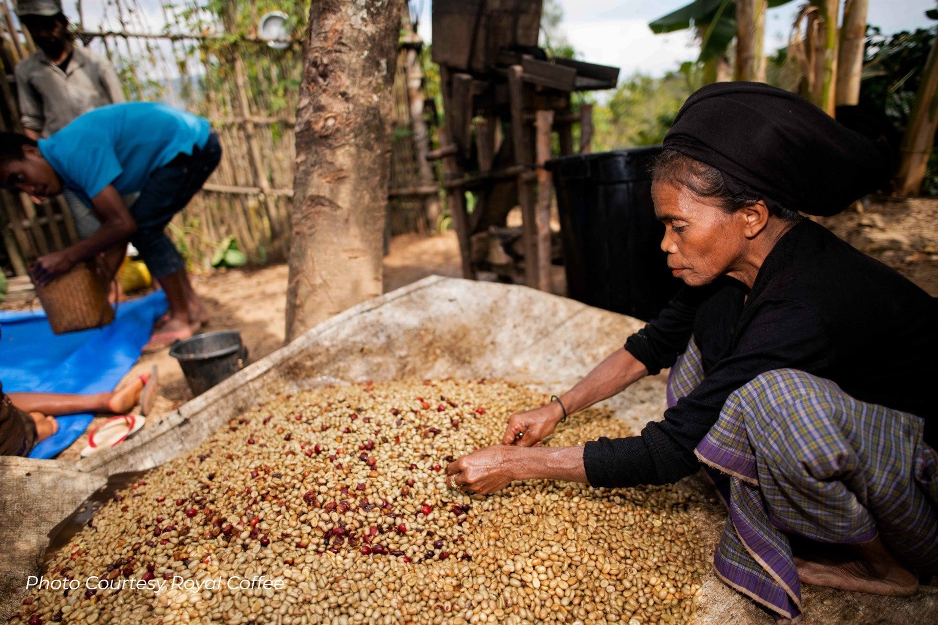 East Timor Ermera Eratoi Organic