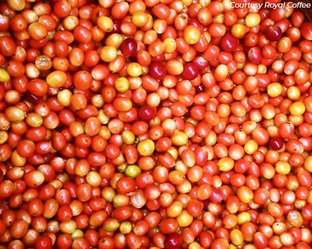 El Salvador Finca el Gobiado Orange Bourbon Natural