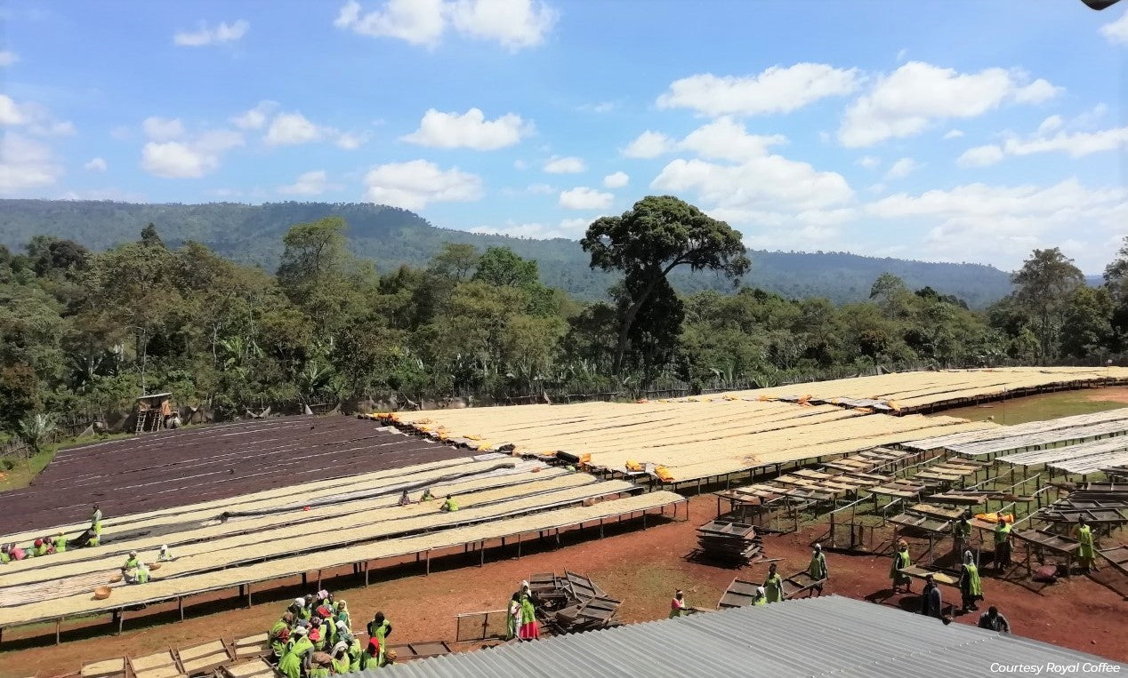 Ethiopia Yirgacheffe Gedeb Wuri Grade Zero