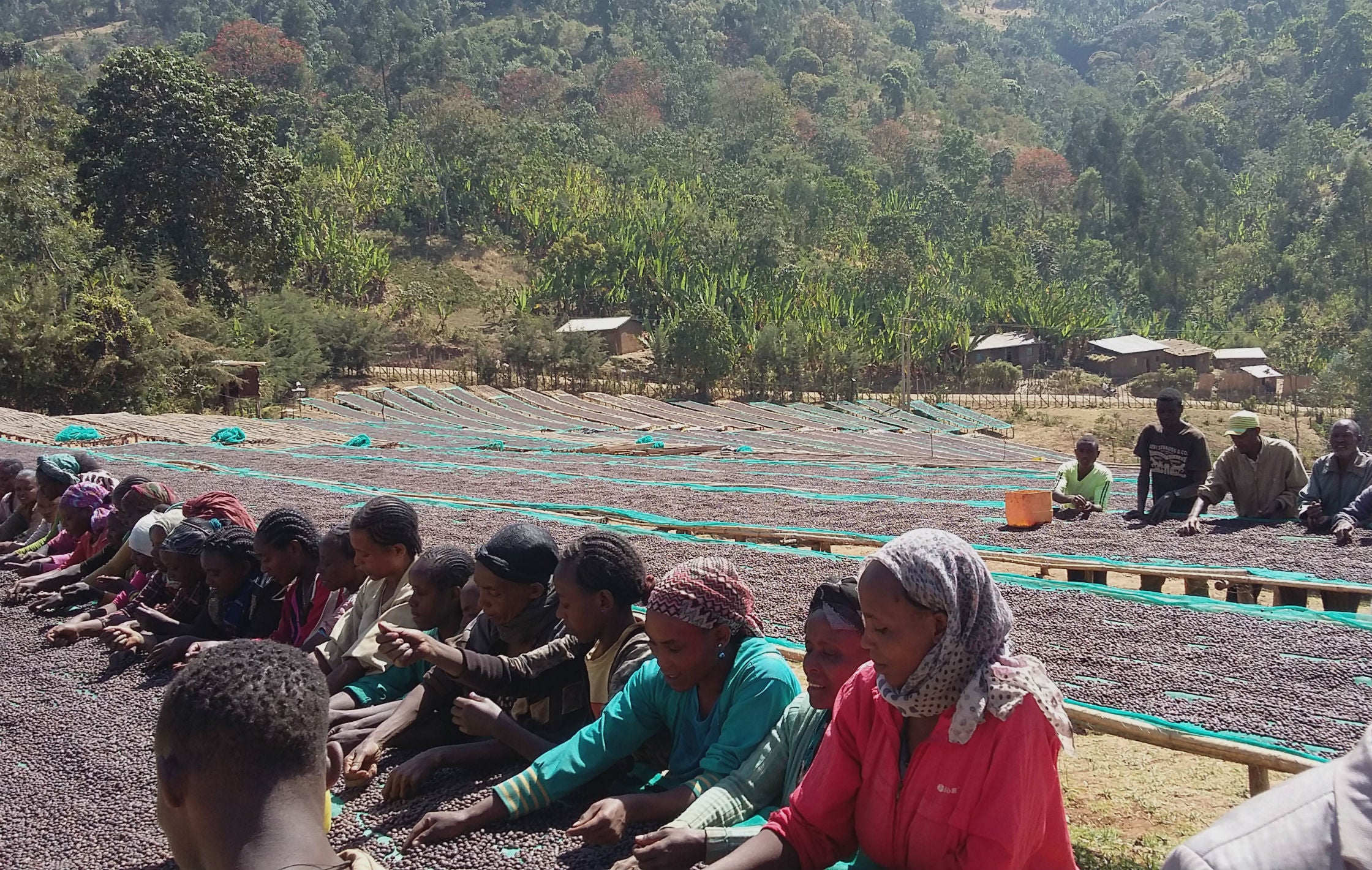 Ethiopia Yirgacheffe Kochere Chelelektu Natural