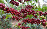 Ethiopia Yirgacheffe Banko Taratu Natural