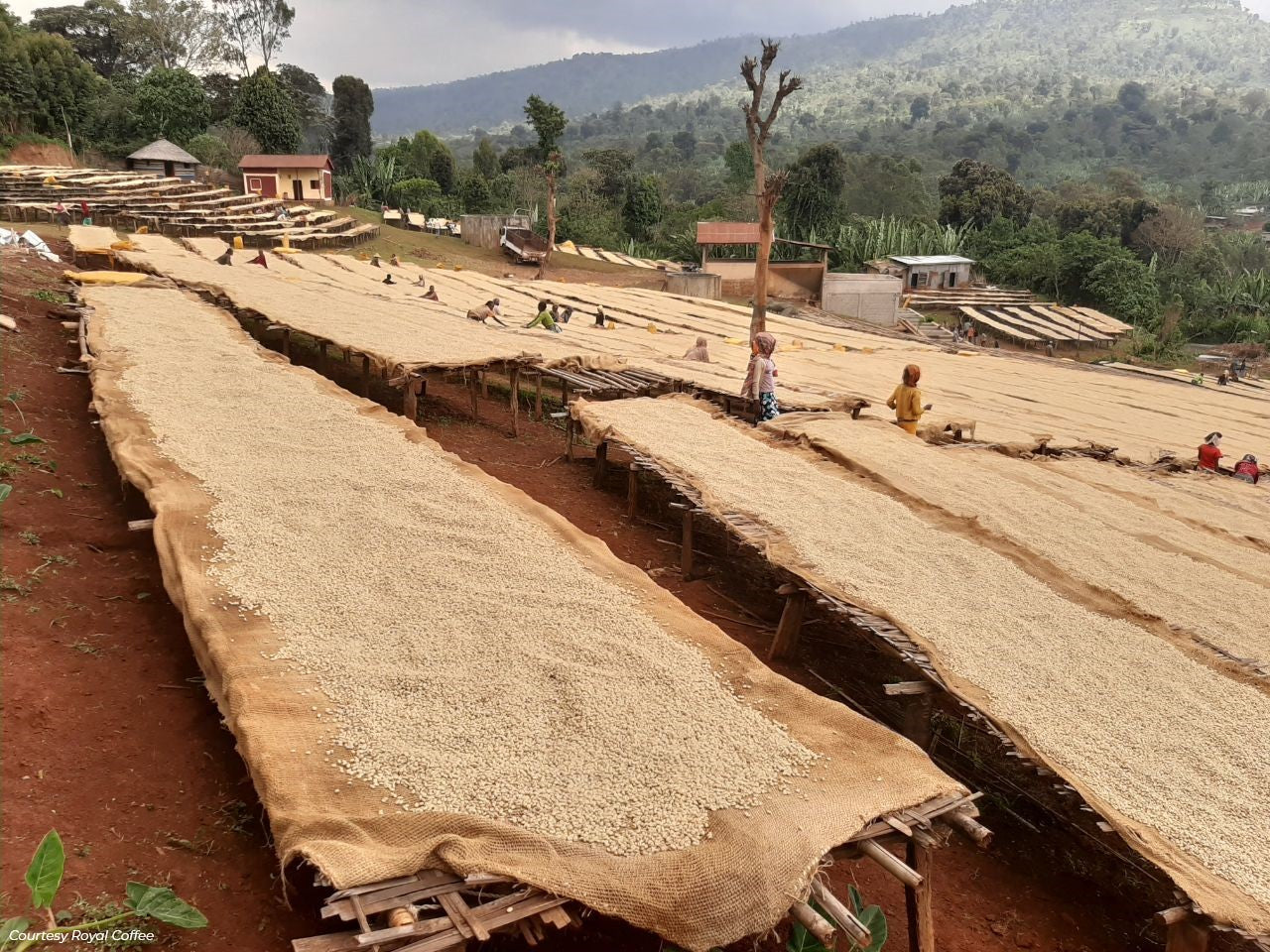 Ethiopia Yirgacheffe Gedeb Worka Sakaro Washed