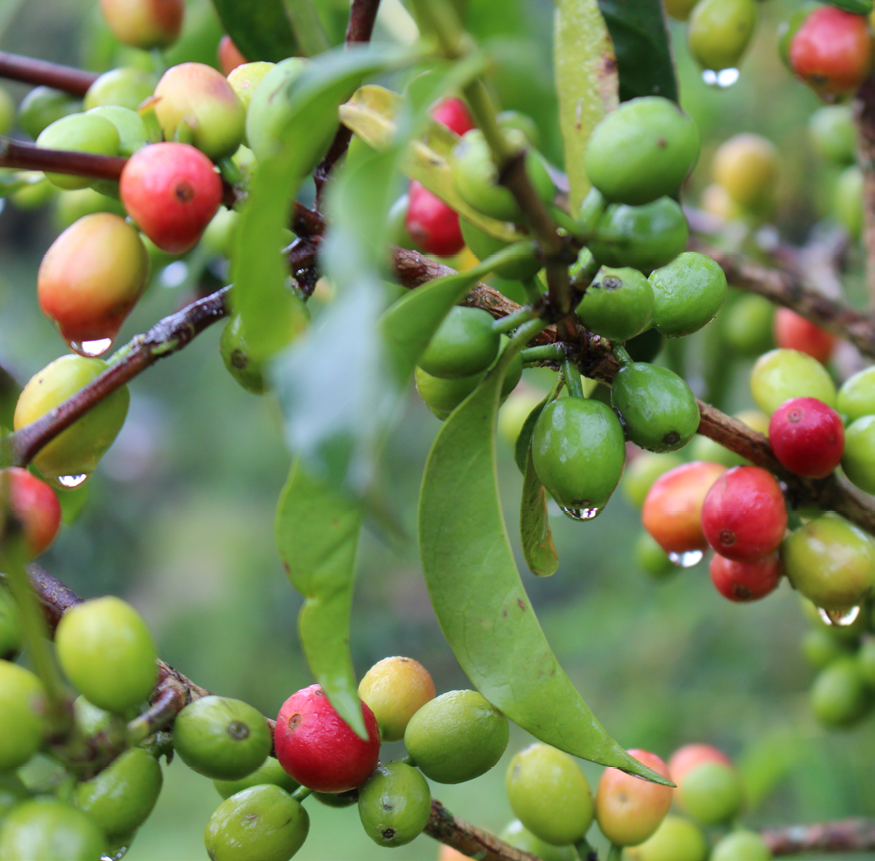 Ethiopia Yirgacheffe GERA Estate Natural