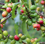 Ethiopia Yirgacheffe GERA Estate Natural