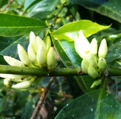 Ethiopia Yirgacheffe Natural Idido