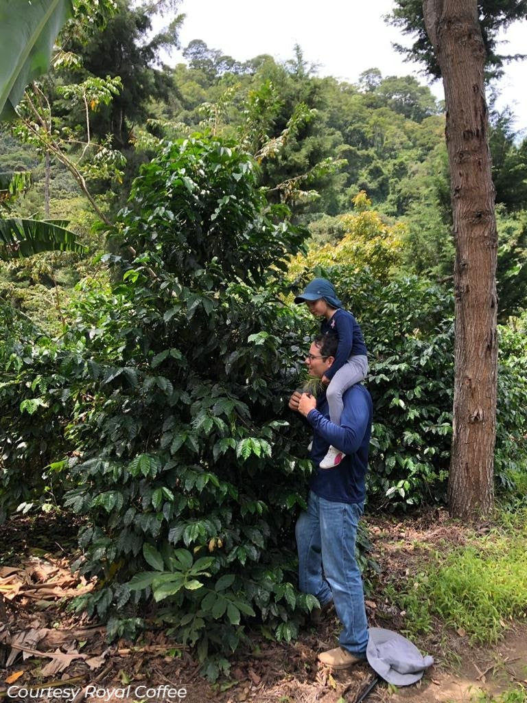 Guatemala Atitlan Finca San Jose Del Lago Bourbon