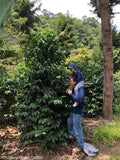 Guatemala Atitlan Finca San Jose Del Lago Bourbon