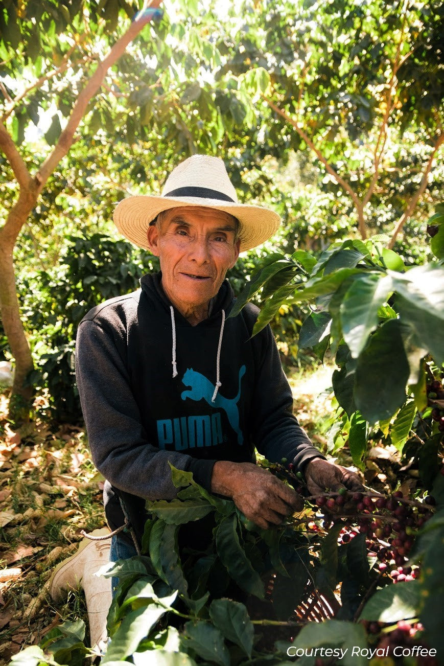 Guatemala Atitlan Finca San Jose Del Lago Bourbon