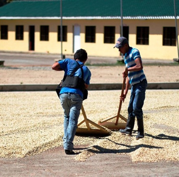 Honduras Nueva Esperanza Organic