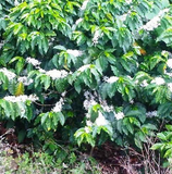 Honduras Nueva Esperanza Organic