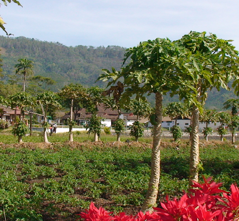 Java Jampit Estate