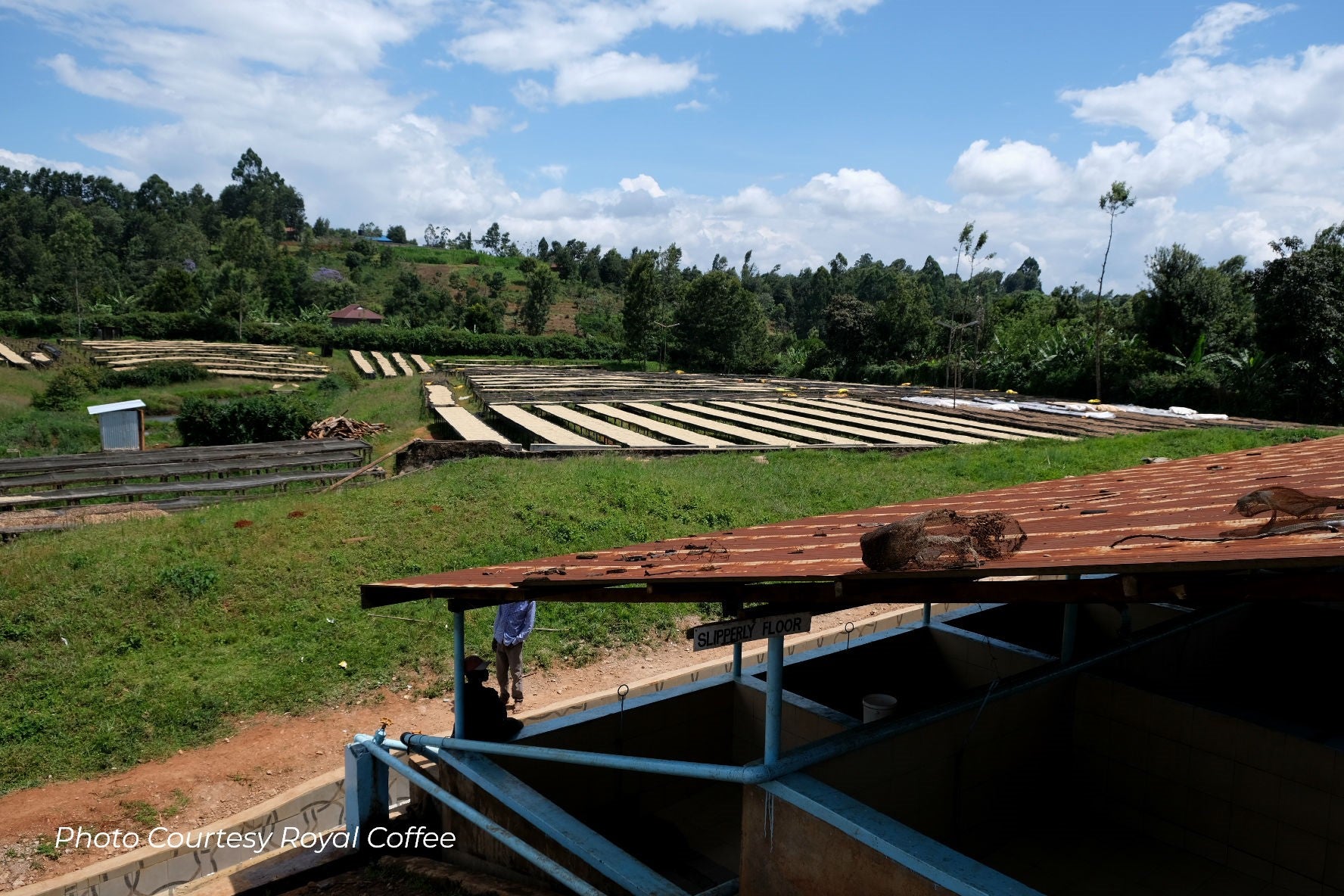 Kenya Kirinyaga Rungeto Kii AA